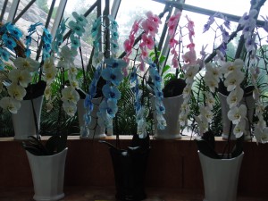 dscf6700