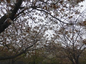 CIMG0802